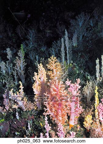 Stock Image - Gorgonian coral . Fotosearch