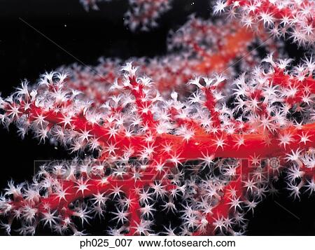 Stock Photo - Gorgonian coral . Fotosearch