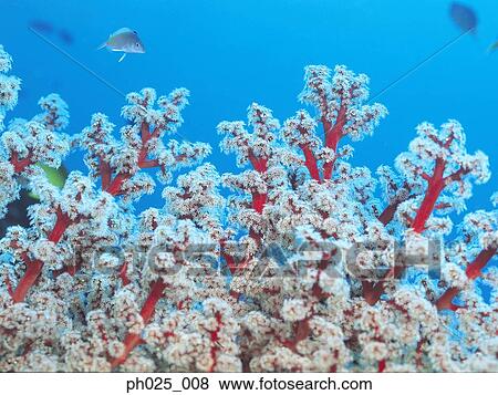 Gorgonian coral View Large Photo Image Stock Photo - Gorgonian coral . Fotosearch
