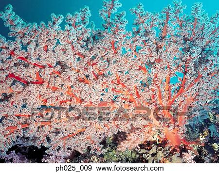Gorgonian coral View Large Photo Image Stock Photo - Gorgonian coral . Fotosearch