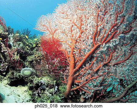 Gorgonian coral View Large Photo Image Stock Photo - Gorgonian coral . Fotosearch