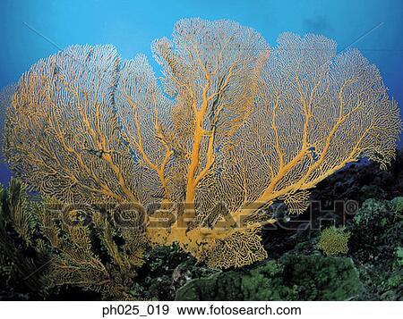 Gorgonian coral View Large Photo Image Stock Photo - Gorgonian coral . Fotosearch