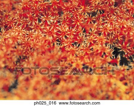 Stock Photograph - Gorgonian coral . Fotosearch