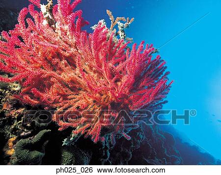 Stock Photograph - Gorgonian coral . Fotosearch