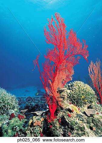 Stock Photograph - Gorgonian coral . Fotosearch
