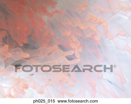 Gorgonian coral View Large Photo Image Stock Photography - Gorgonian coral . Fotosearch