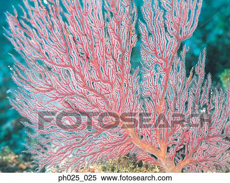 Gorgonian coral View Large Photo Image Stock Photography - Gorgonian coral . Fotosearch