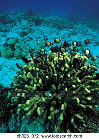 Hard coral View Large Photo Image Stock Image - Hard coral. Fotosearch