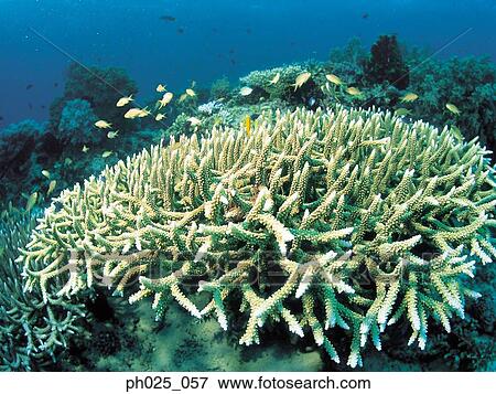 Stock Photo - Hard coral. Fotosearch