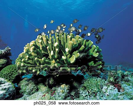 Hard coral View Large Photo Image Stock Photo - Hard coral. Fotosearch