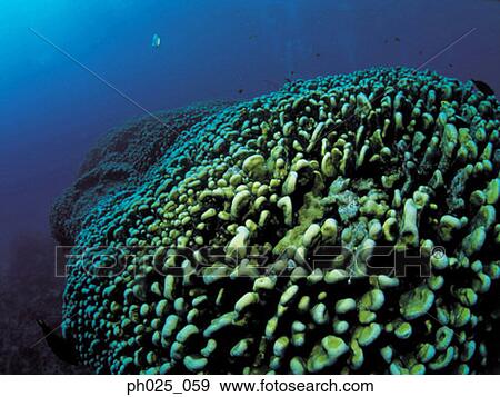 Hard coral View Large Photo Image Stock Photo - Hard coral. Fotosearch