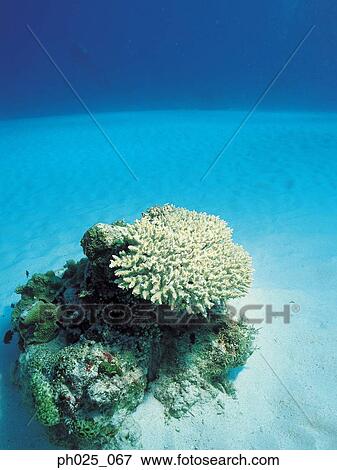 Hard coral View Large Photo Image Stock Photo - Hard coral. Fotosearch