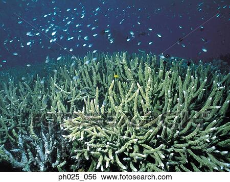 Hard coral View Large Photo Image Stock Photograph - Hard coral. Fotosearch