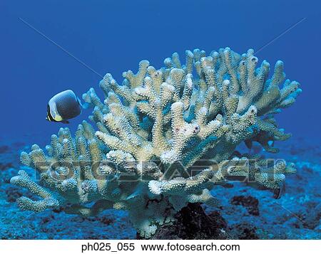 Hard coral View Large Photo Image Stock Photography - Hard coral. Fotosearch