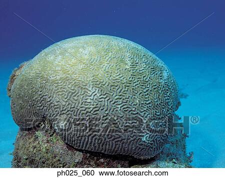 Stock Image - Labyrinthine Brain Coral. Fotosearch