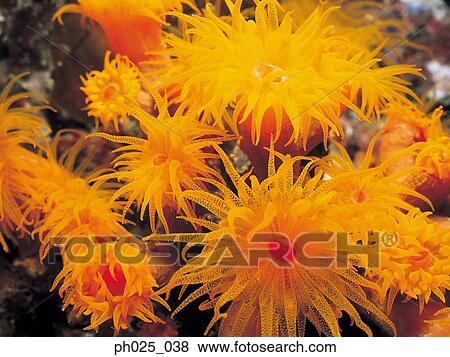 Stock Photo - Orange Cup Coral . Fotosearch