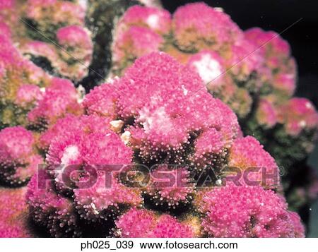 Stock Photo - Pink coral, close up. Fotosearch