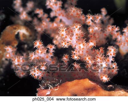 Picture - Red alcyonarian soft coral (Dendronephthya sp. ) . Fotosearch