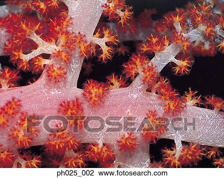 Red alcyonarian soft coral (Dendronephthya sp. ) close-up View Large Photo Image Stock Image - Red alcyonarian soft coral (Dendronephthya sp. ) close-up. Fotosearch