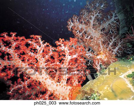 Stock Image - Red alcyonarian soft coral (Dendronephthya sp. ) . Fotosearch