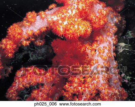 Stock Photograph - Red alcyonarian soft coral (Dendronephthya sp. ) . Fotosearch