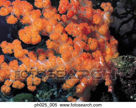 Red alcyonarian soft coral (Dendronephthya sp. ) View Large Photo Image Stock Photography - Red alcyonarian soft coral (Dendronephthya sp. ) . Fotosearch