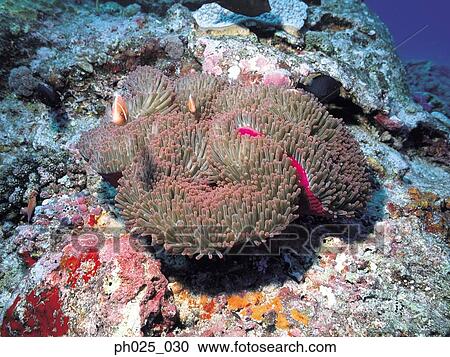 Red coral View Large Photo Image Stock Image - Red coral. Fotosearch