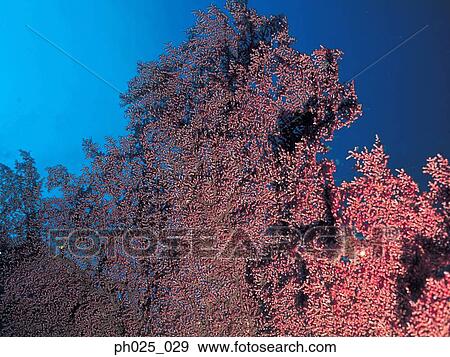Stock Photo - Red coral. Fotosearch