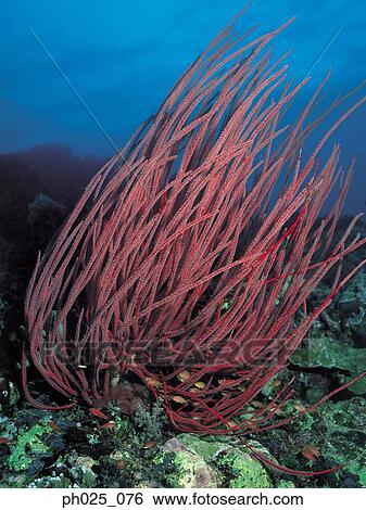 Stock Photograph - Red whip coral, underwater view. Fotosearch