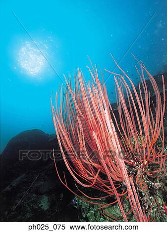 Red whip coral, underwater view View Large Photo Image Stock Photography - Red whip coral, underwater view. Fotosearch