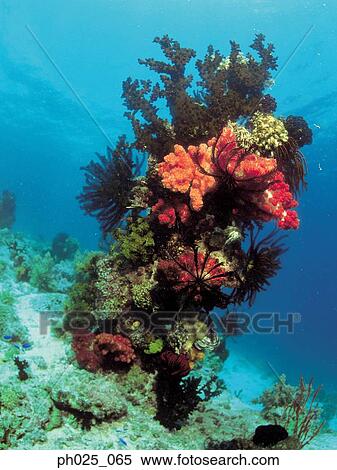 Stock Photography - Sea corals. Fotosearch