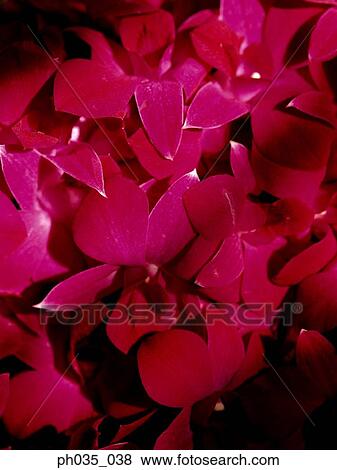 A bouquet of red orchid flowers View Large Photo Image Stock Photo - A bouquet of red orchid flowers. Fotosearch