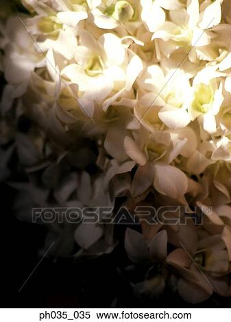 A bundle of white orchid flowers View Large Photo Image Stock Photography - A bundle of white orchid flowers. Fotosearch