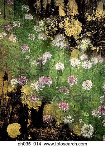 Picture - Abundance of carnation flower heads. Fotosearch