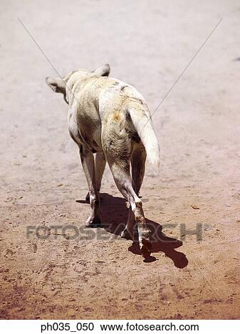 Back view of a dog View Large Photo Image Stock Image - Back view of a dog. Fotosearch