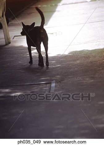 Back view of a dog View Large Photo Image Stock Photo - Back view of a dog. Fotosearch