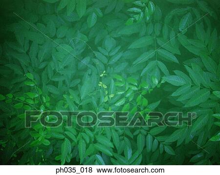 Background of green leaves View Large Photo Image Stock Photo - Background of green leaves. Fotosearch