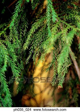 Branches and leaves View Large Photo Image Picture - Branches and leaves. Fotosearch