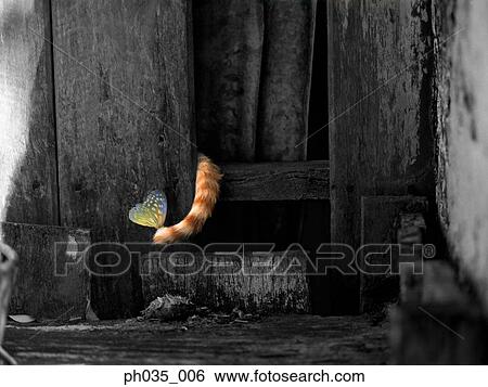 Butterfly on a cat's tail View Large Photo Image Stock Photograph - Butterfly on a cat's tail. Fotosearch