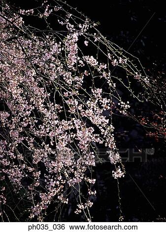 Cherry blossom tree View Large Photo Image Stock Photograph - Cherry blossom tree. Fotosearch