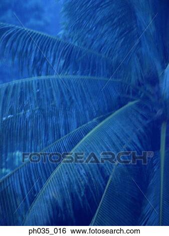 Close up of coconut tree View Large Photo Image Stock Photograph - Close up of coconut tree. Fotosearch