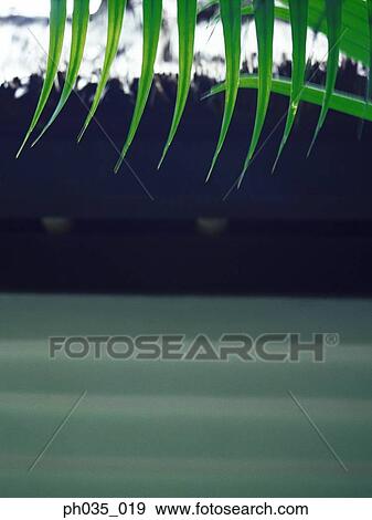Close up of leaves, sea at background View Large Photo Image Stock Photo - Close up of leaves, sea at background. Fotosearch