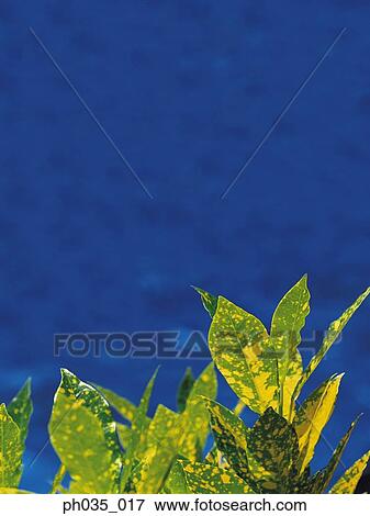 Close up of plants, sea at background View Large Photo Image Stock Photo - Close up of plants, sea at background. Fotosearch