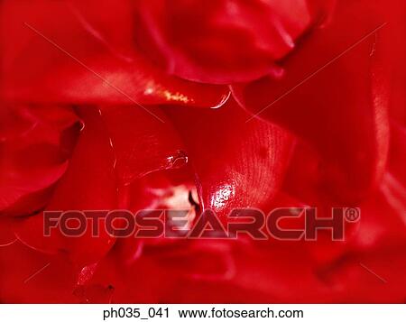 Stock Image - Close up of red flower petals. Fotosearch
