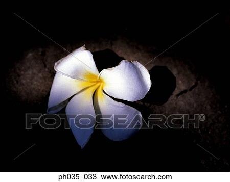 Close up of white flower head View Large Photo Image Stock Image - Close up of white flower head. Fotosearch