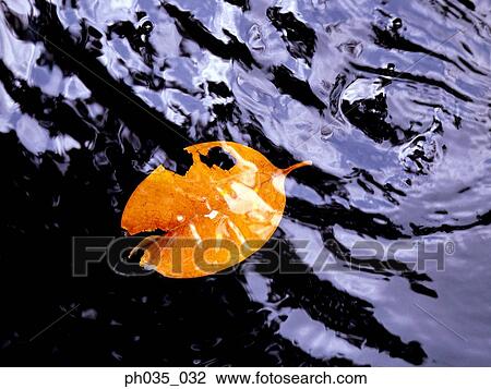 Floating dried leaf View Large Photo Image Stock Image - Floating dried leaf. Fotosearch