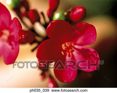 Flower heads and buds View Large Photo Image Stock Photo - Flower heads and buds. Fotosearch