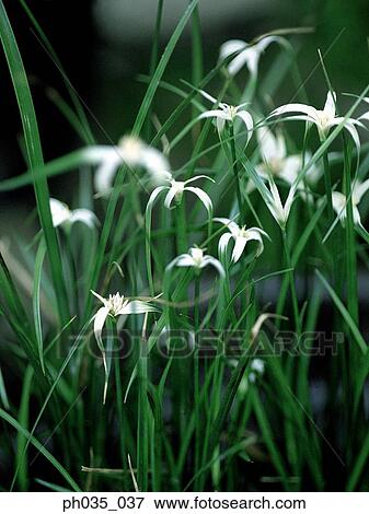 Flowers and leaves View Large Photo Image Stock Photo - Flowers and leaves. Fotosearch