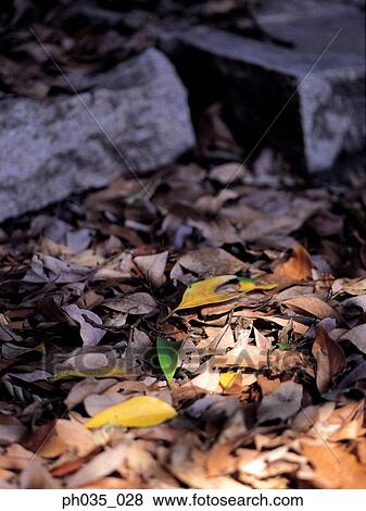 Ground covered by dried leaves View Large Photo Image Stock Photo - Ground covered by dried leaves. Fotosearch