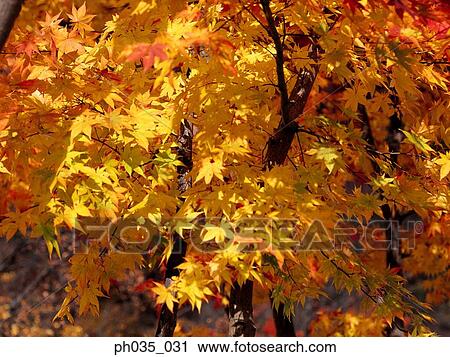 Maple tree leaves at autumn View Large Photo Image Stock Image - Maple tree leaves at autumn. Fotosearch